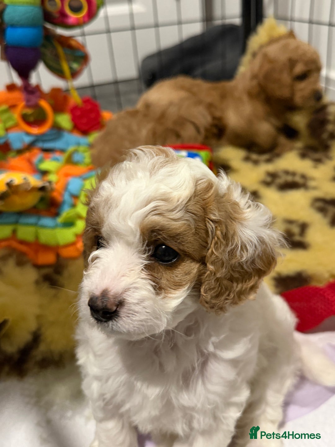 Cavapoo dogs for sale: Stunning Cavapoochon’s for sale (2 left) - Advert 14