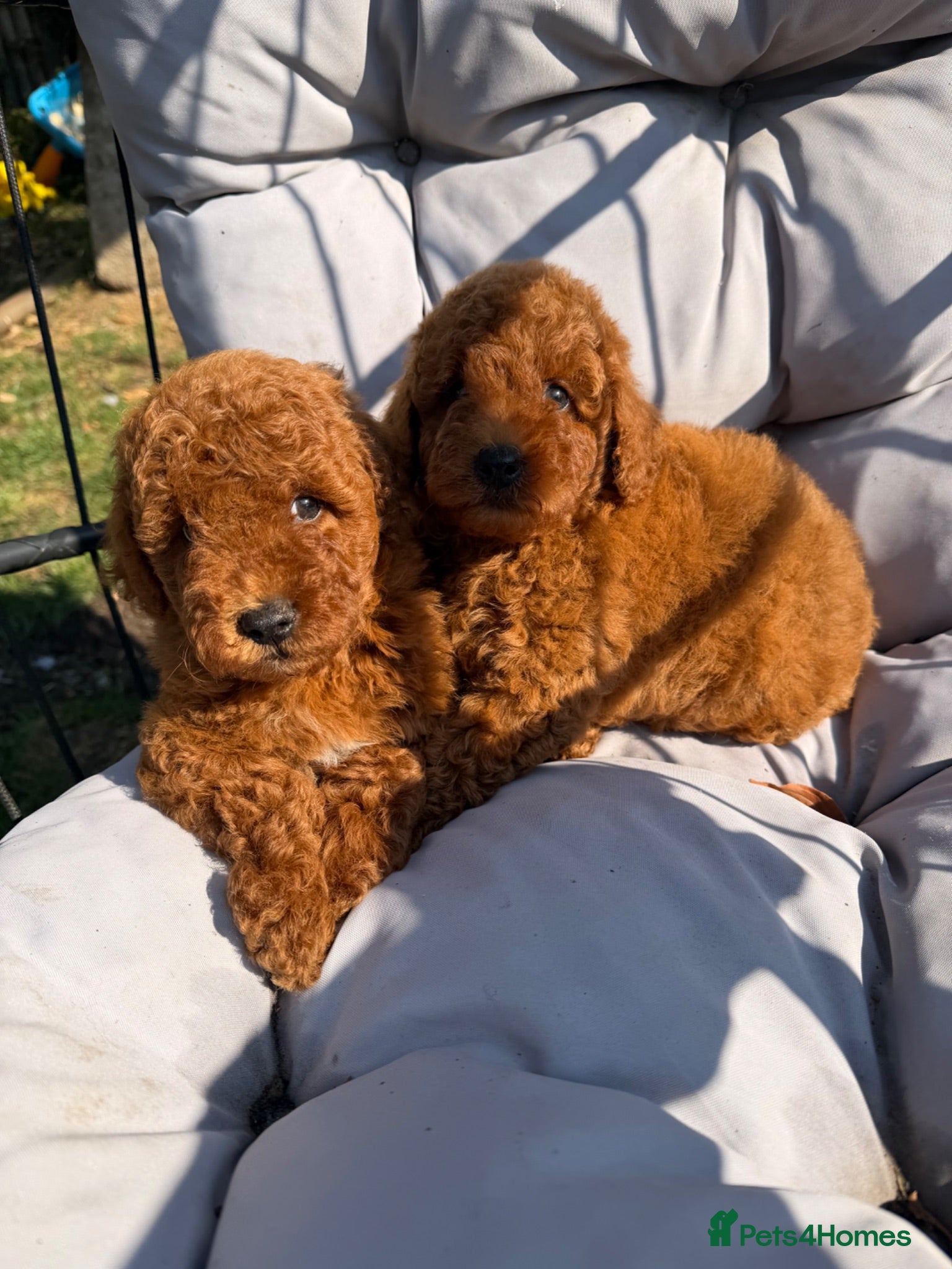 Poodle dogs for sale: Readyleave Toy/mini homebred red poodle pups male  - Advert 2