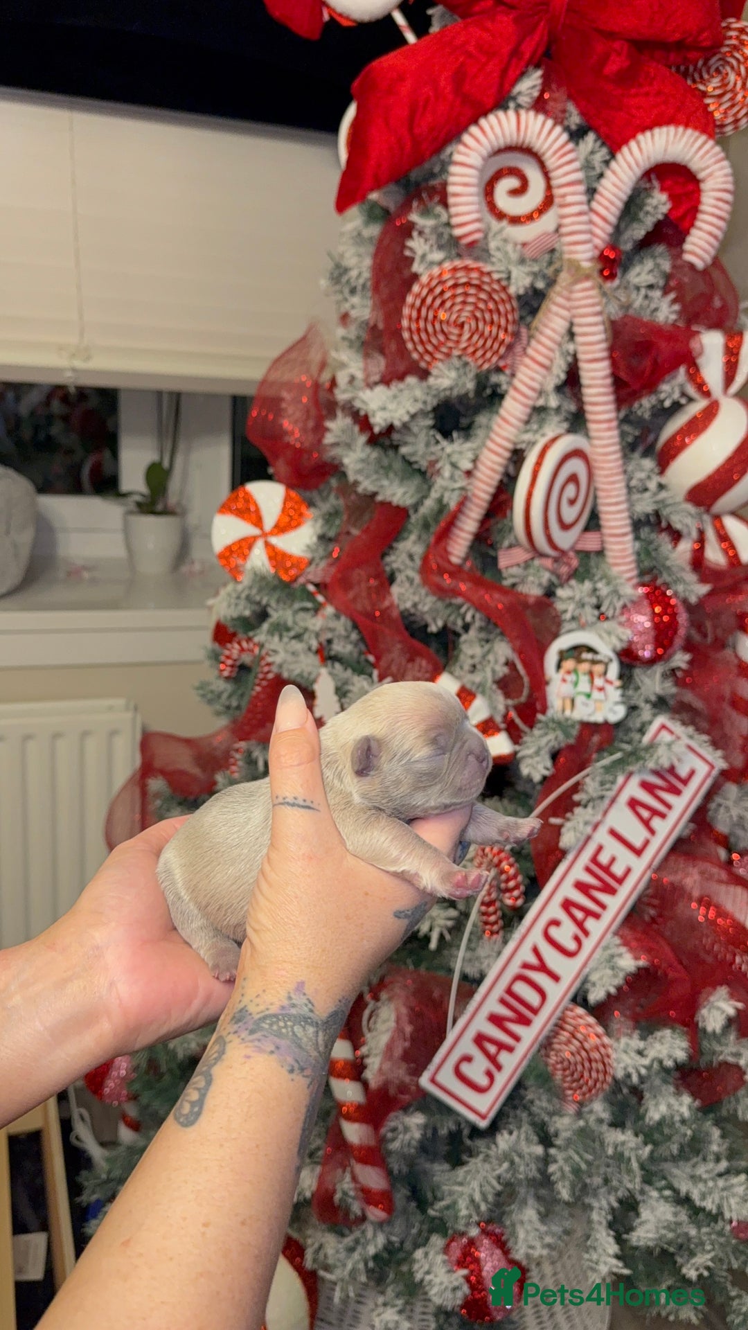 French Bulldog dogs for sale: Elegant Litter of Six KC Registered French Bulldog - Advert 6