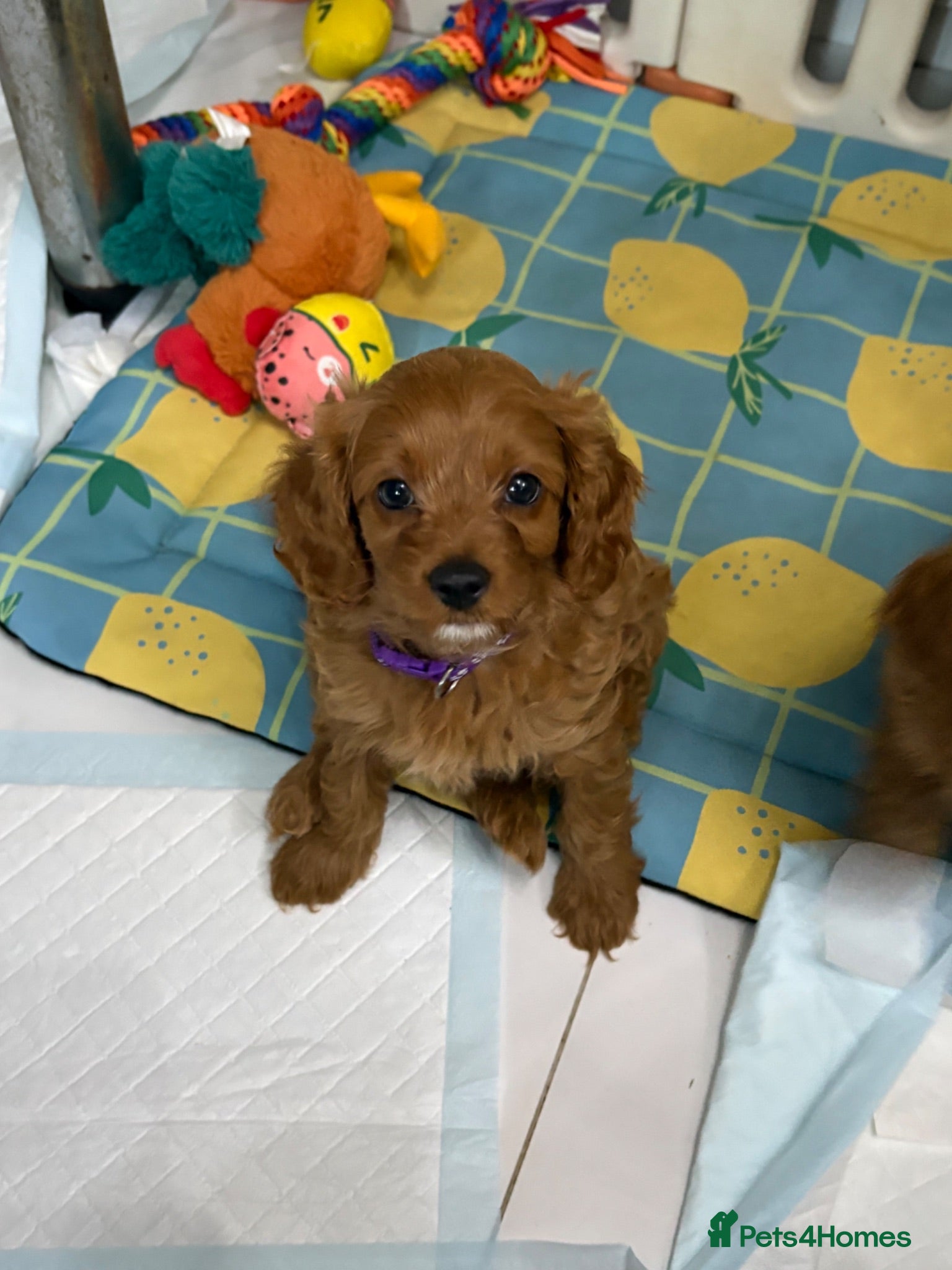 Cavapoo dogs 6 F1 Cavapoos READY NOW! - Advert 9