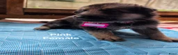 German Shepherd dogs for sale: Top blood line German Shpherd Puppies GSD KC REG in Stockport - Advert 19