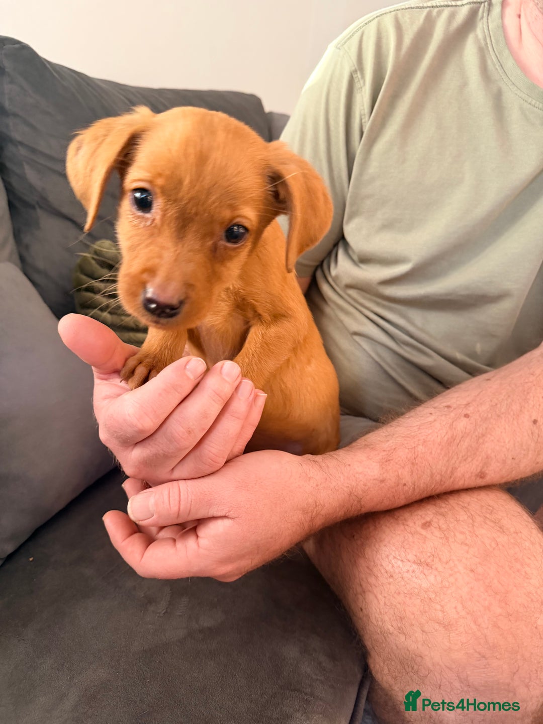 Labrador Retriever dogs for sale: Last girl lab looking for a forever home - Advert 4