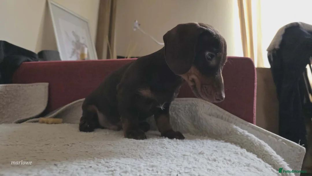 Miniature Dachshund dogs for sale: Miniature dashound  - Advert 10