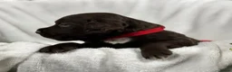Sprocker dogs for sale: Sprocker spaniel puppies health tested parentage in Lytham Saint Annes - Advert 14