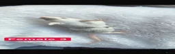 Mouse rodents for sale: Baby mice  - Advert 23