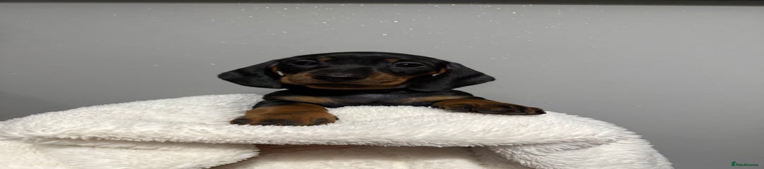 Miniature Dachshund Puppy 6