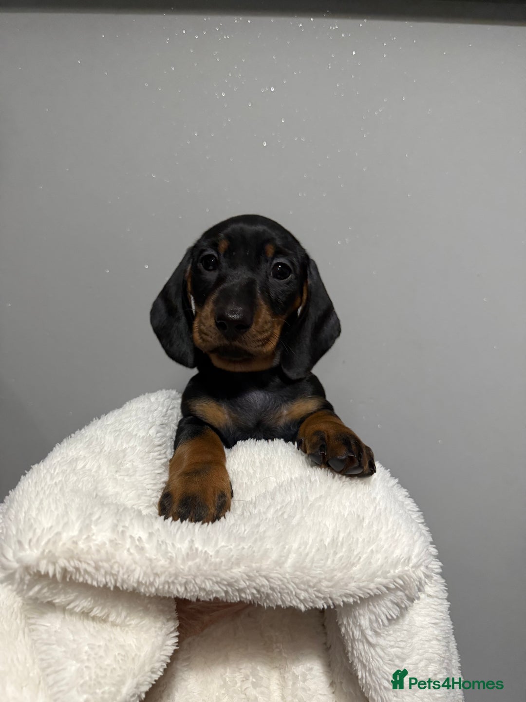 Miniature Dachshund dogs for sale: Mini dachshunds  - Image 2