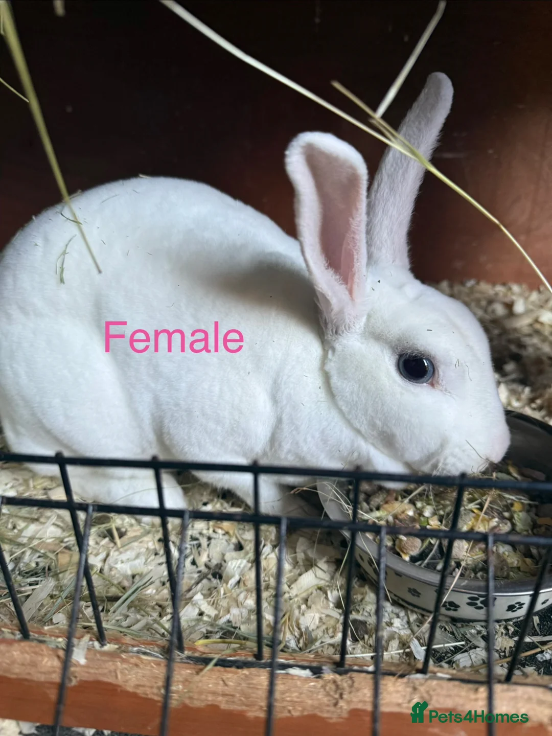 Mixed Breed rabbits for sale: Rabbits for sale in Hereford - Advert 1