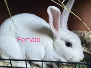 Mixed Breed rabbits Rabbits for sale - Advert 11