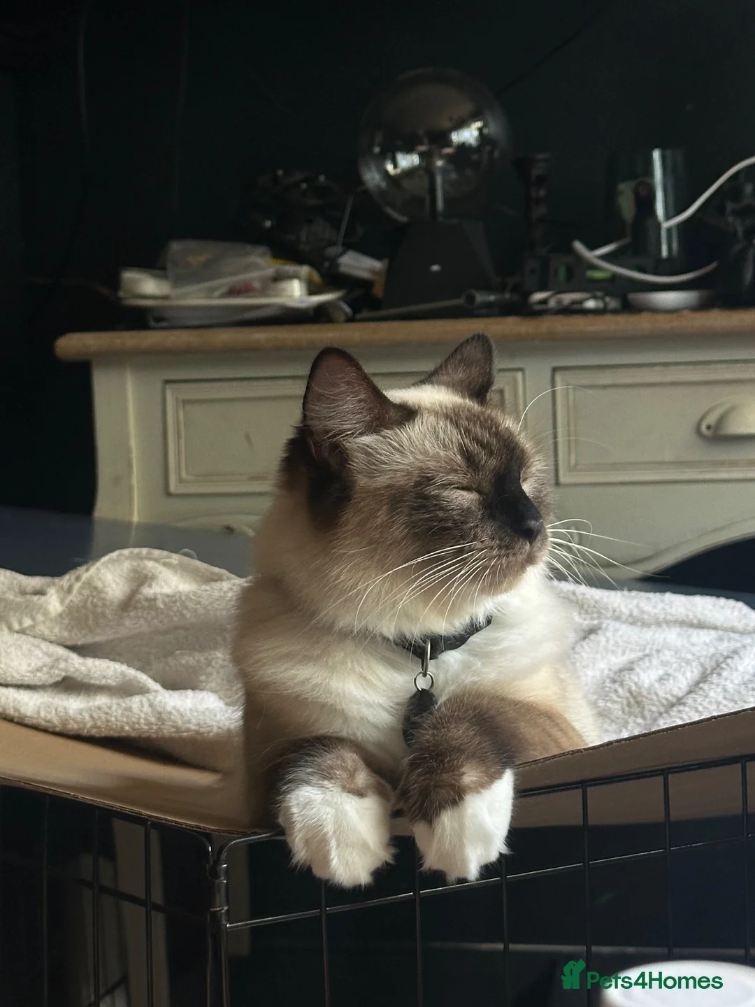 Ragdoll cats for sale: Purebred Ragdoll Kittens  - Advert 17