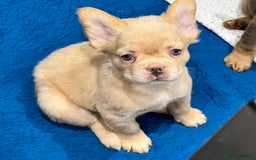 French Bulldog dogs for sale: LAST GIRL FLUFFY FRENCH BULLDOG PUPPY - Image 8