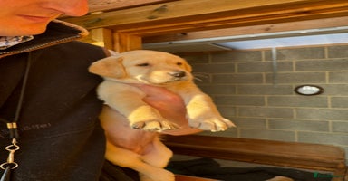 Labrador Retriever dogs - Advert 5