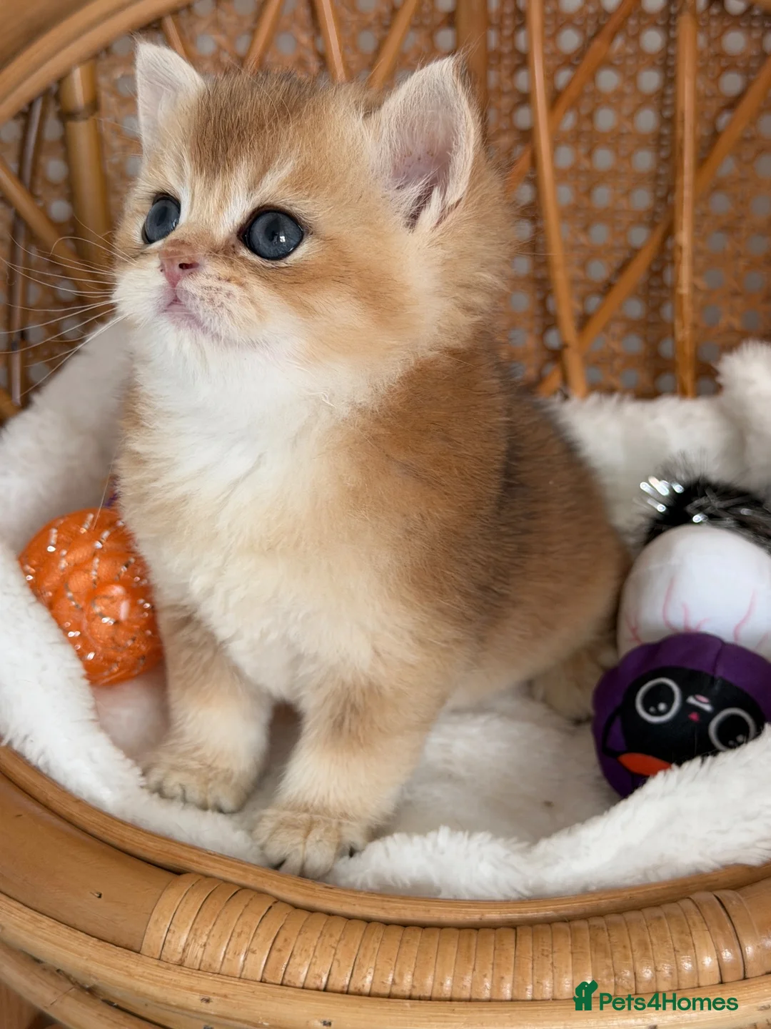 British Shorthair cats for sale: BSH Golden kittens,exc quality, registered  - Advert 1