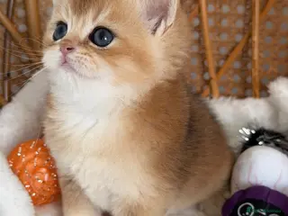 British Shorthair cats BSH Golden kittens,exc quality, registered - Advert 2