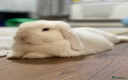Mini Lop rabbits for sale: Male Mini lop, Neutered + equipment  - Image 1