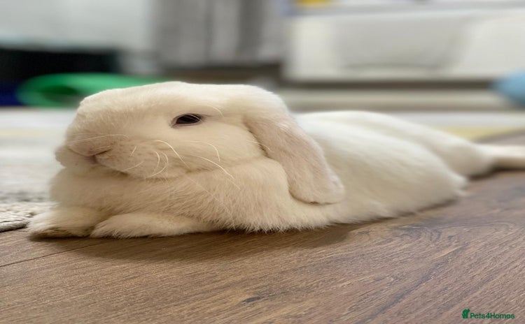 Mini Lop rabbits - Advert 15