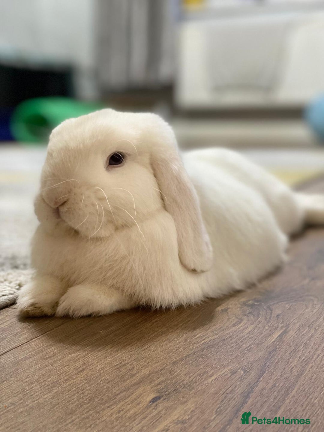 Mini Lop rabbits for sale: Male Mini lop, Neutered + equipment  - Image 1