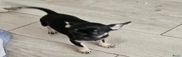 Chihuahua dogs for sale: Chihuahua puppies  in Chelmsford - Advert 7