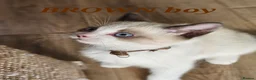 Ragdoll cats for sale: Friendly and playfull Ragdoll x  - Advert 28