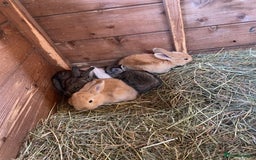 Continental Giant rabbits for sale: Continental Giant Baby Rabbits  First Litter  - Image 6