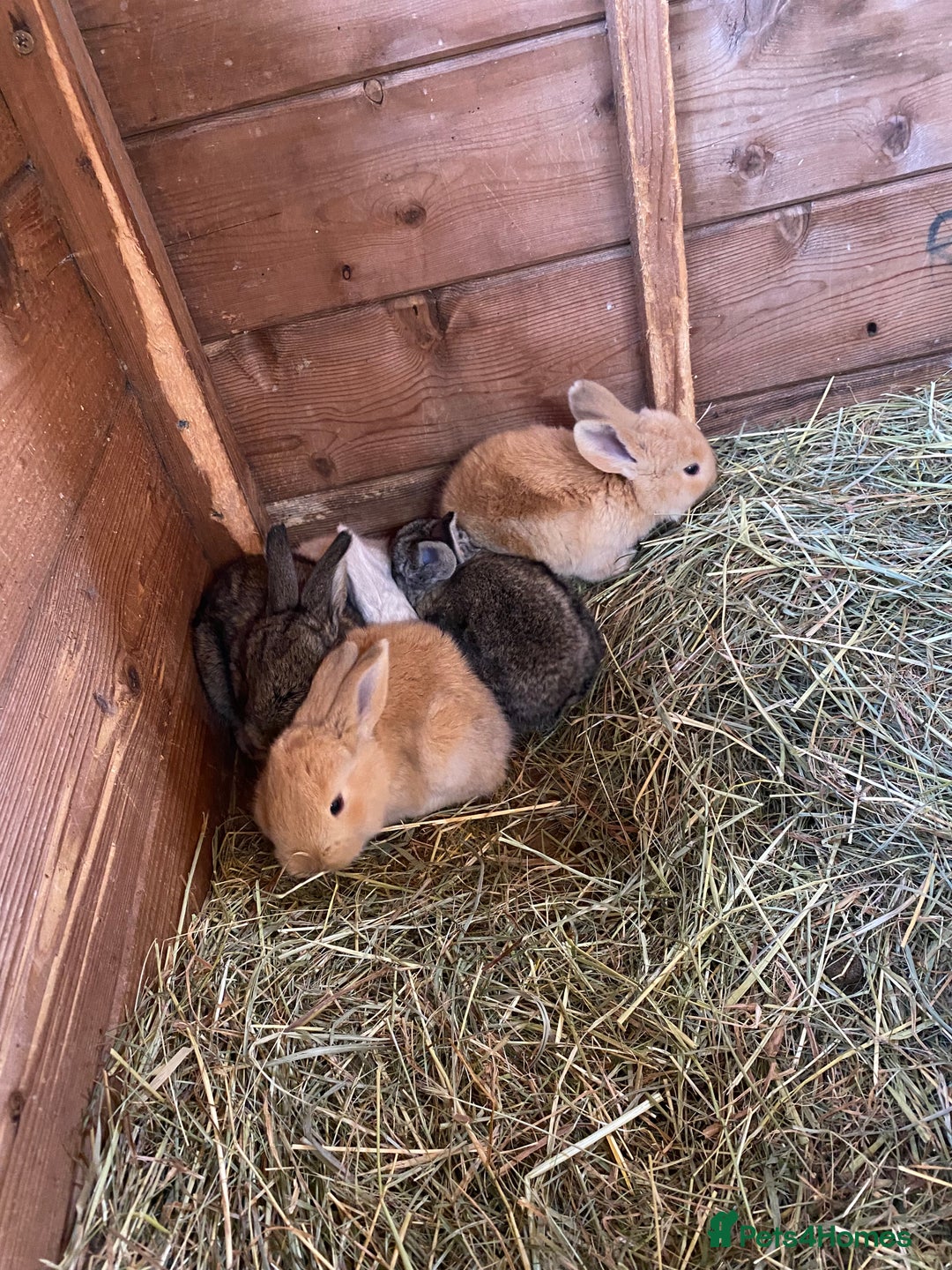 Continental Giant rabbits for sale: Continental Giant Baby Rabbits  First Litter  - Image 6