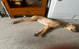 Lurcher dogs for sale: Loving 6Month Old Lurcher Puppy - Image 4