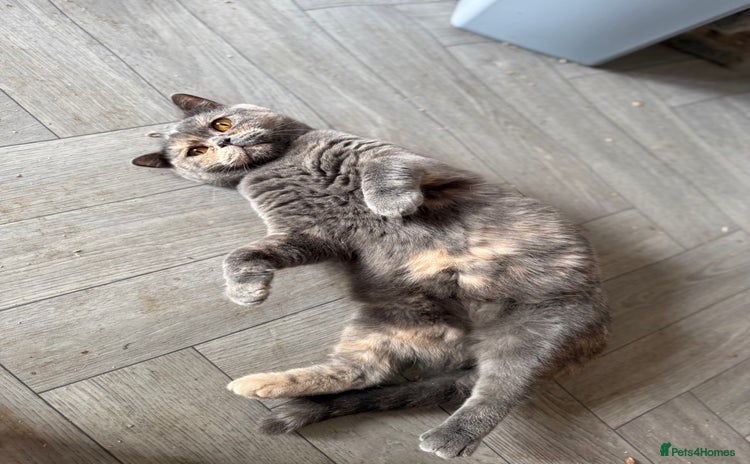 British Shorthair cats - Advert 9