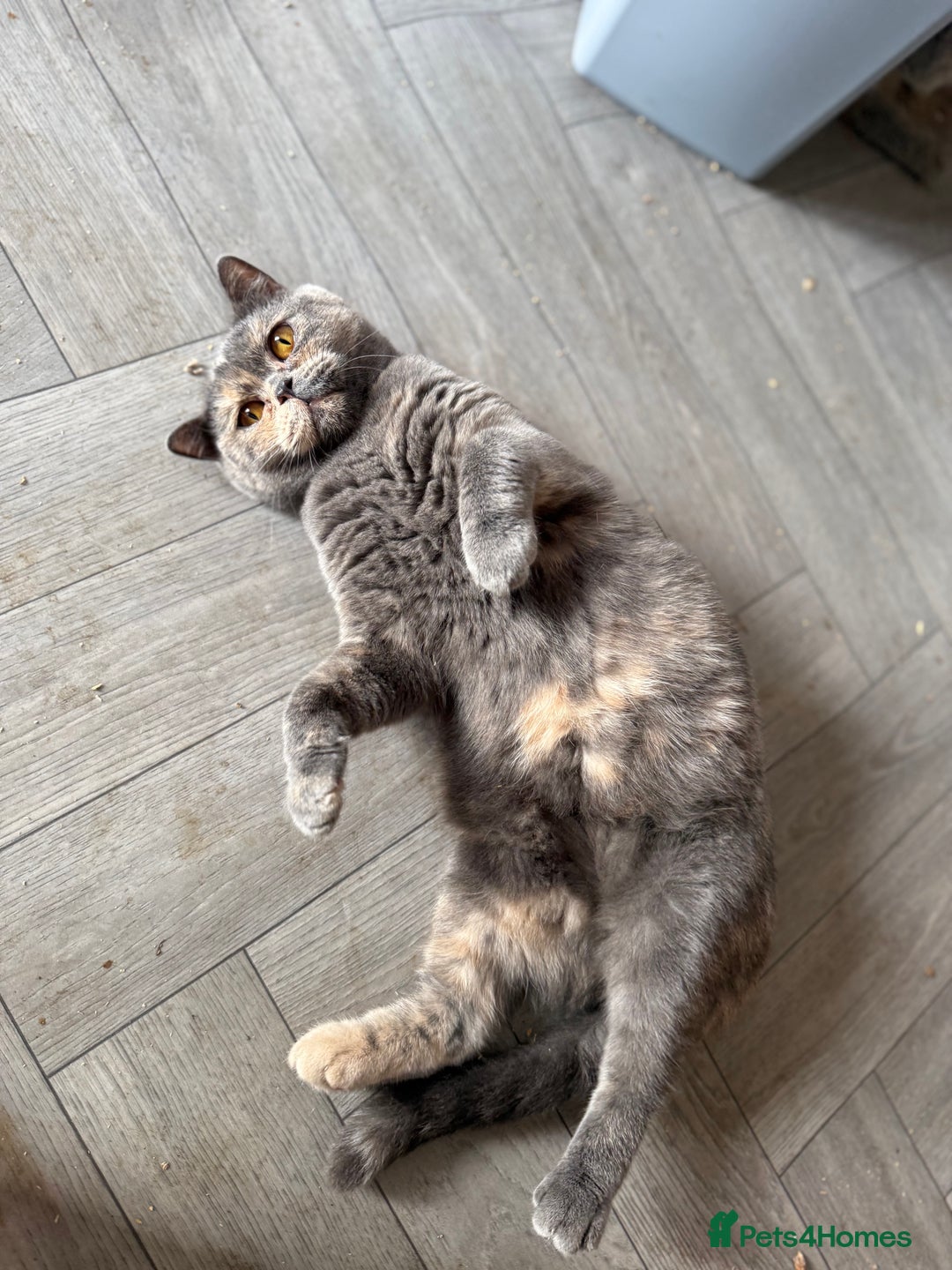 British Shorthair cats for sale: BSH GCCF Active Registered champion lines - Image 19