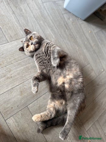 British Shorthair cats - Advert 9