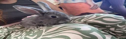 Mini Lion Lop rabbits for sale: lion lop bunnies  - Advert 9