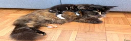 Maine Coon cats for sale: Maine Coon mixed kittens  - Advert 22
