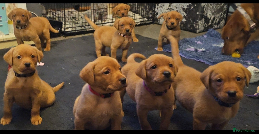 Labrador Retriever dogs KC Chunky Fox Red Labrador Puppys - Advert 1
