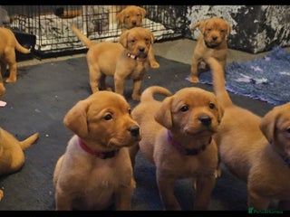 Labrador Retriever dogs KC Chunky Fox Red Labrador Puppys - Advert 1