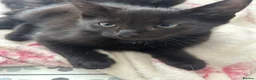 Mixed Breed cats for sale: Black half Ragdoll kittens for sale - Advert 14