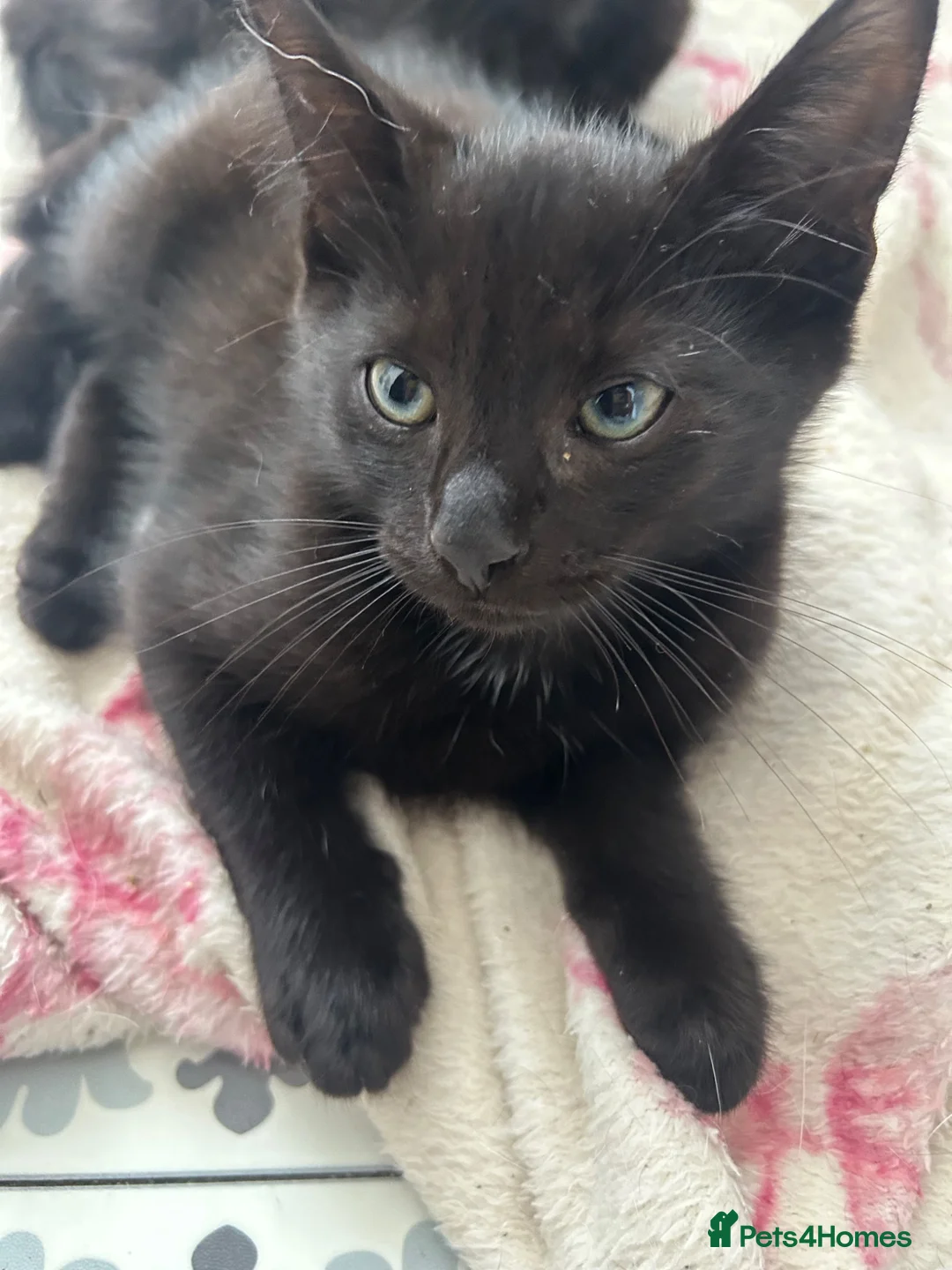 Mixed Breed cats for sale: Black half Ragdoll kittens for sale - Advert 14