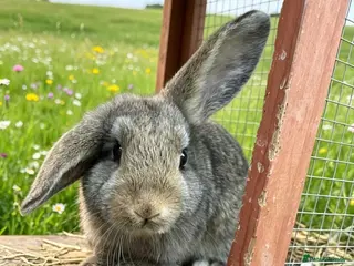 Mini Lop rabbits Needing homes ASAP Mini lop / Netherland dwarf - Advert 5