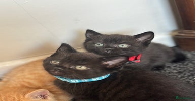 British Shorthair cats - Advert 16