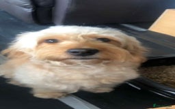 Mini Goldendoodle dogs for sale: 2 Mini Goldendoodle girls - Advert 4