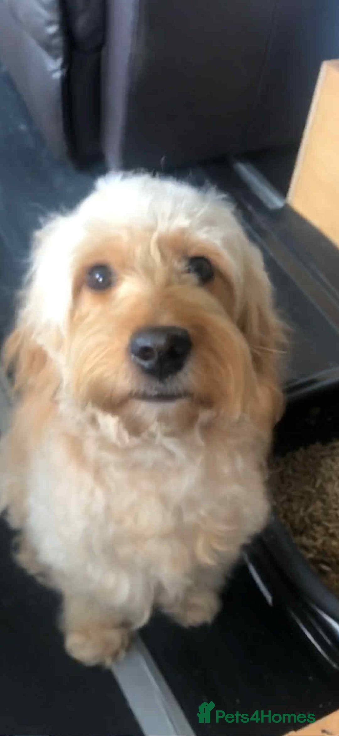 Mini Goldendoodle dogs for sale: 2 Mini Goldendoodle girls - Advert 4