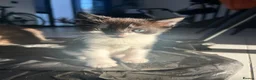 Mixed Breed cats for sale: Kittens ready for their forever homes! - Advert 6