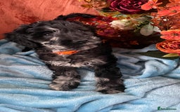 Mixed Breed dogs for sale: Gorgeous cockapoos  - Image 14