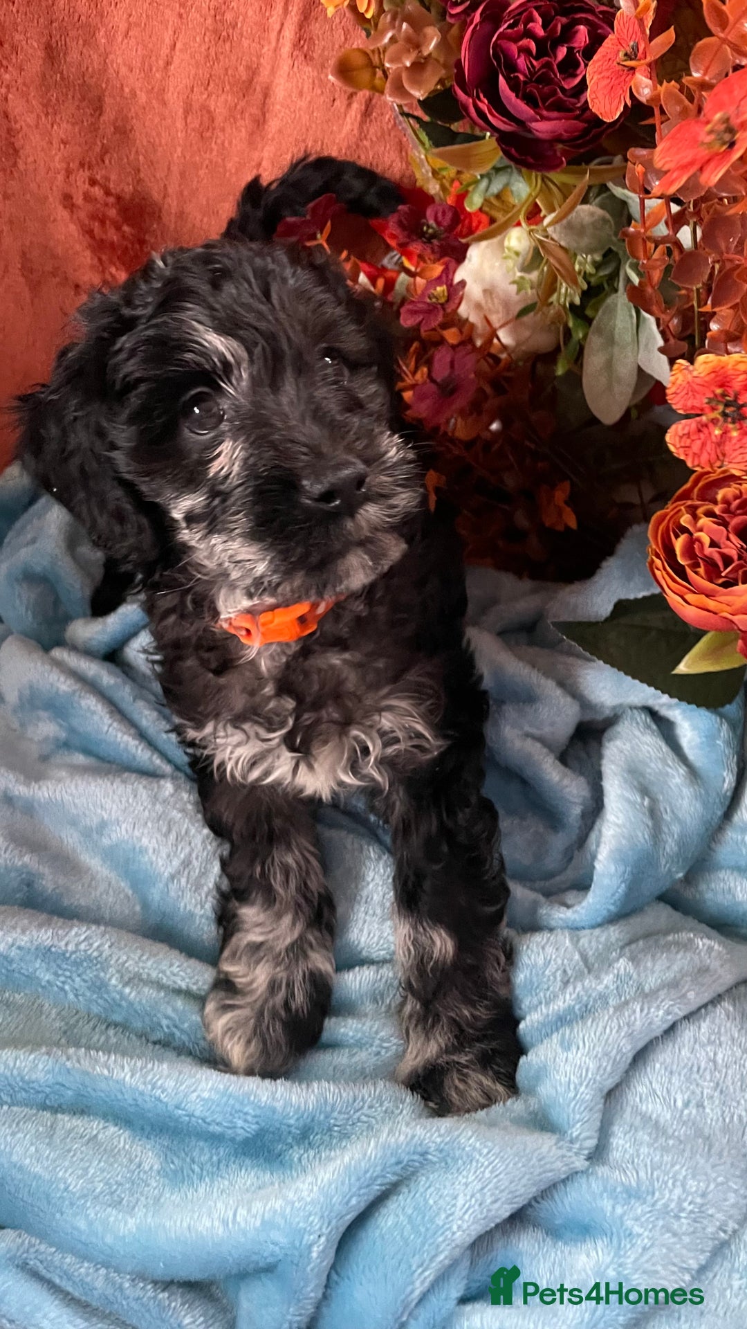 Mixed Breed dogs for sale: Gorgeous cockapoos  - Image 14