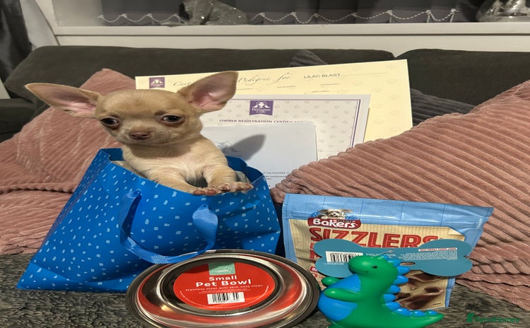 Chihuahua dogs - Advert 1