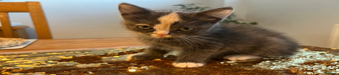 Persian Kitten 1