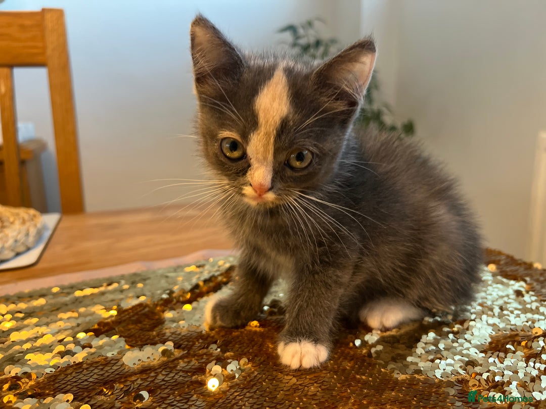 Persian cats for sale: Persian cross  - Image 16