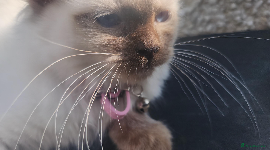 Ragdoll cats for sale: PURE BREED RAGDOLL KITTERNS - Image 5