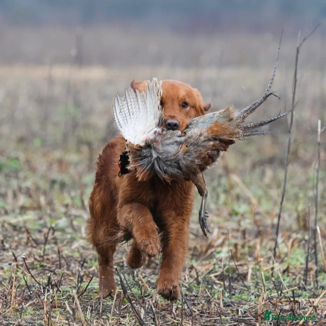 Golden Retriever dogs for stud: 0/0 Hips DNA Clear Handsome KC Reg Stud Dog in Newmarket - Advert 3