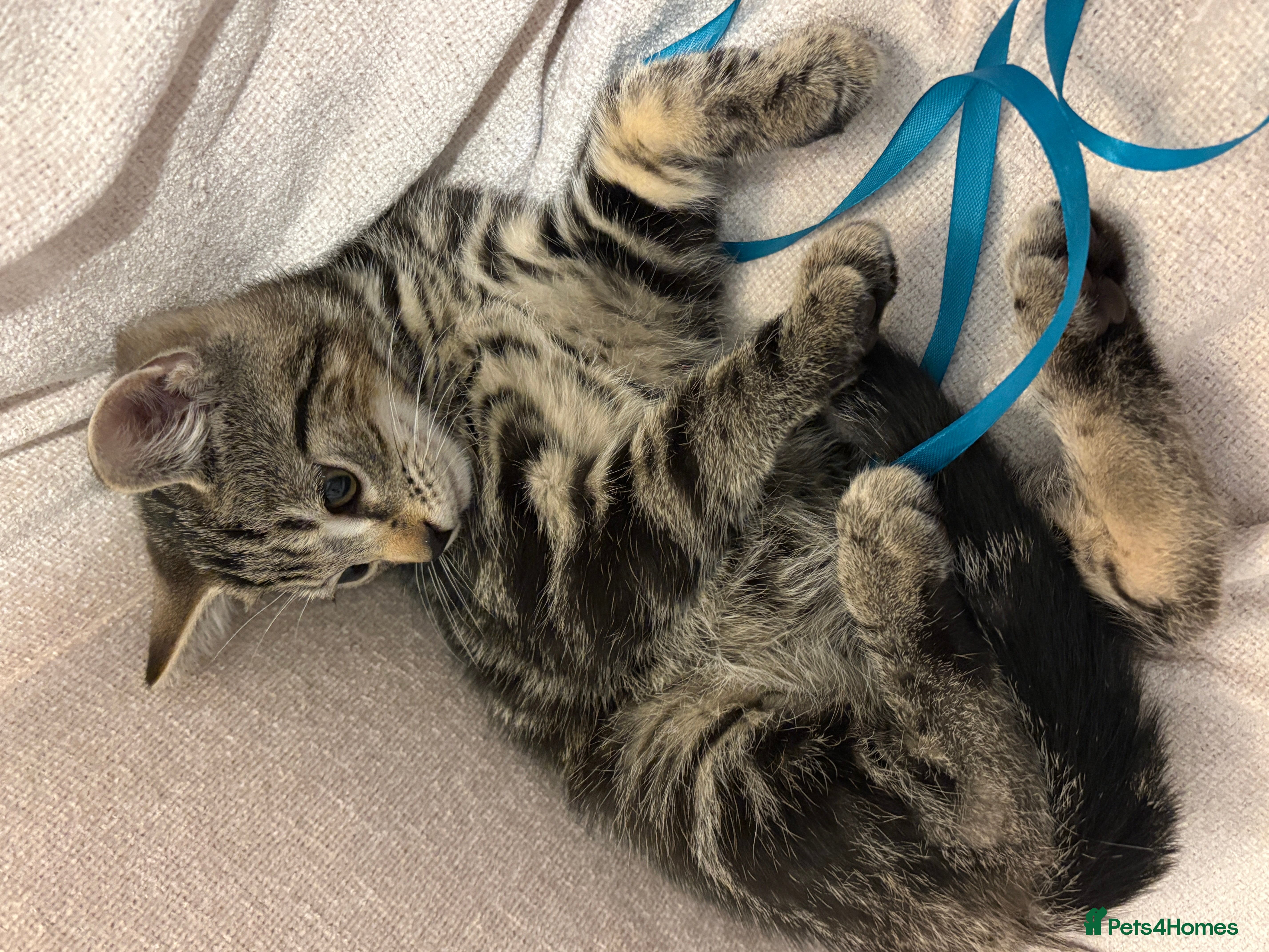 Mixed Breed cats Gorgeous male kitten looking for a loving home  - Advert 2