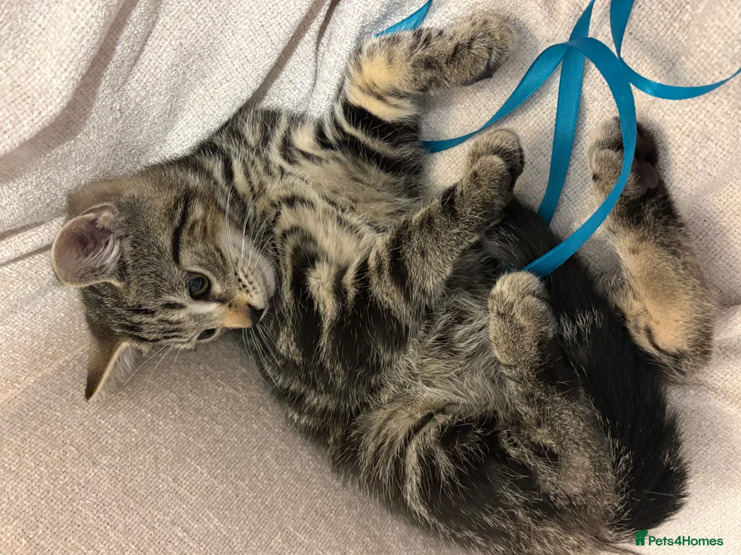 Mixed Breed cats for sale: Gorgeous male kitten looking for a loving home  - Advert 2