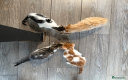 Domestic Shorthair cats for sale: Family-Raised Kittens, Friendly, Playful Ready Now - Image 26